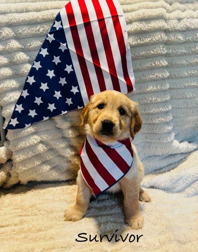 Golden Retriever Puppies media 11