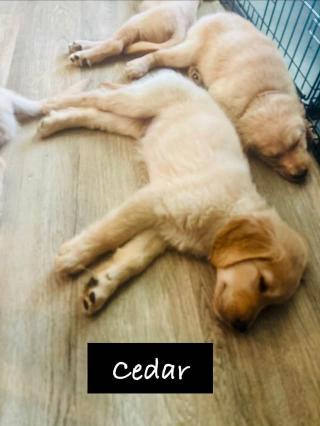 Golden Retriever Puppies media 22