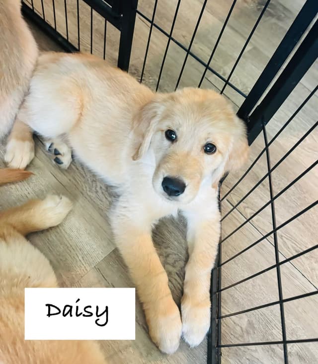 Golden Retriever Puppies media 23