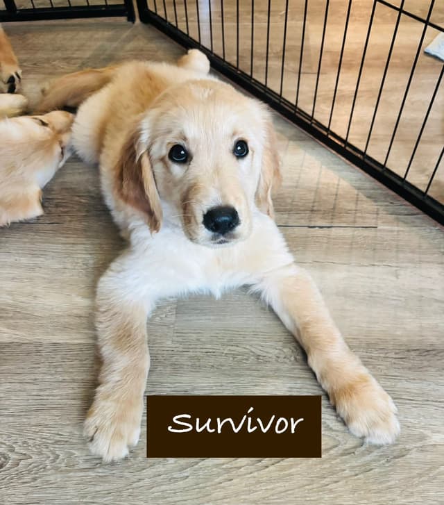 Golden Retriever Puppies media 25