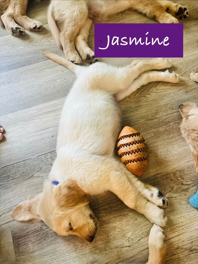 Golden Retriever Puppies media 26