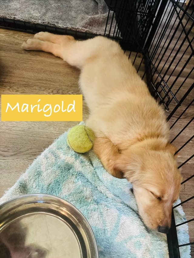 Golden Retriever Puppies media 27