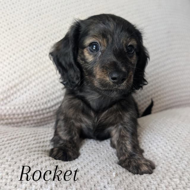 Longhair Miniature Dachshund Puppies media 5