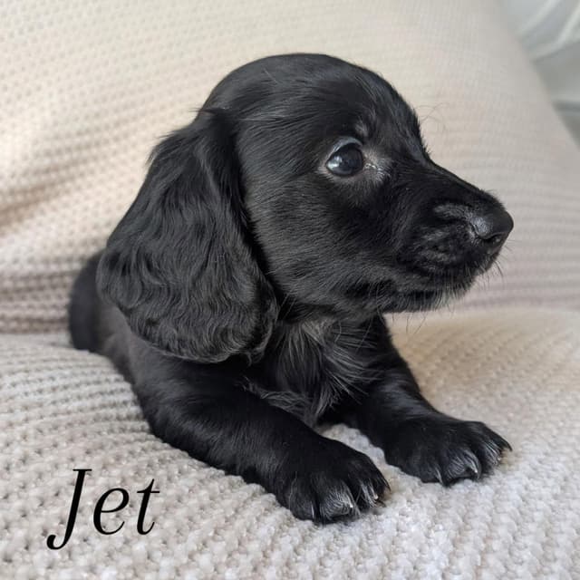 Longhair Miniature Dachshund Puppies media 2