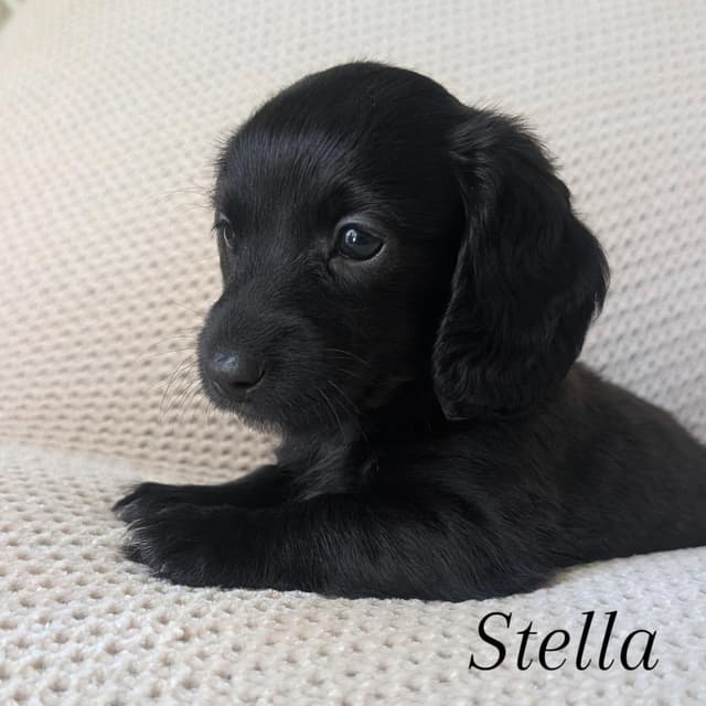 Longhair Miniature Dachshund Puppies media 3