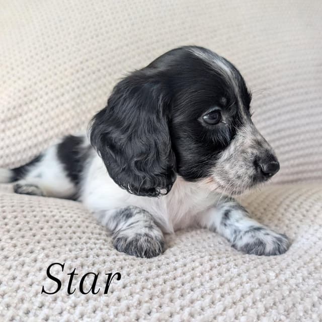 Longhair Miniature Dachshund Puppies media 6