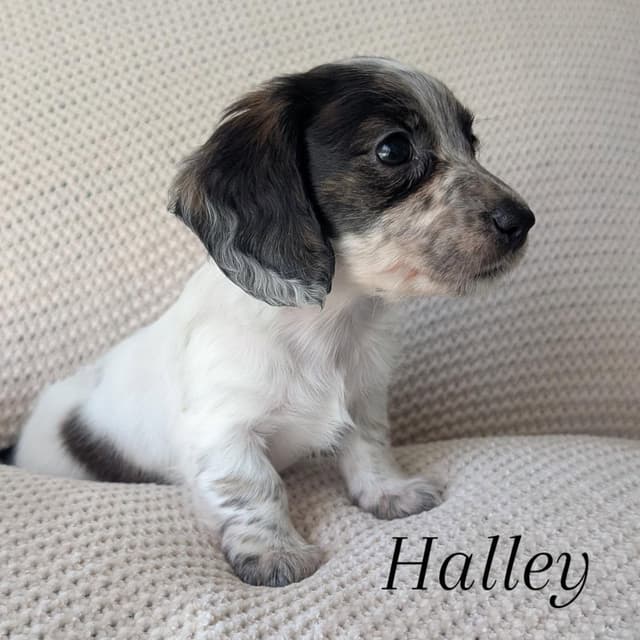 Longhair Miniature Dachshund Puppies media 4