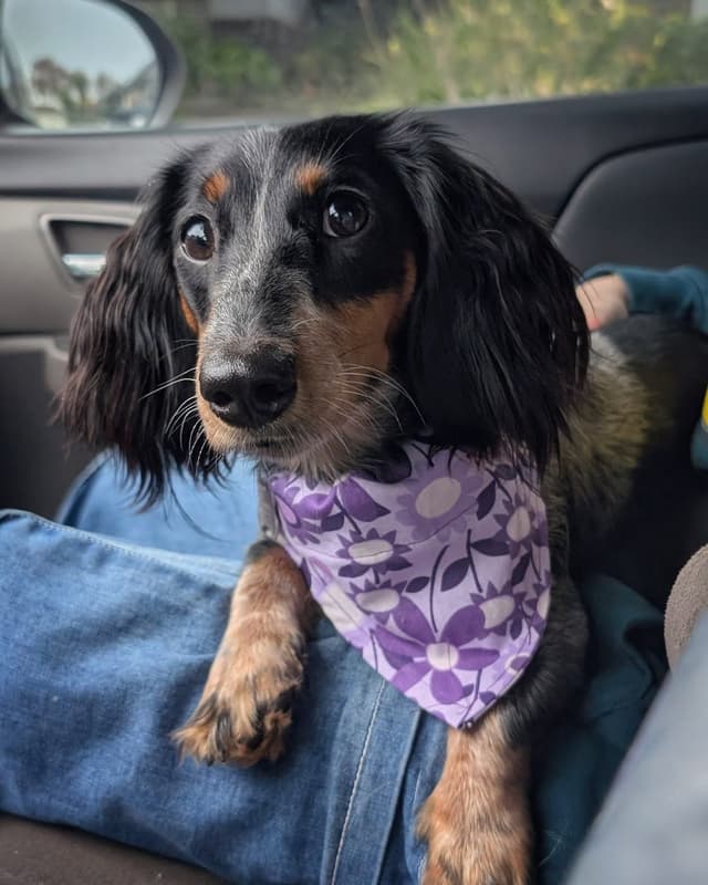 Longhair Miniature Dachshund Puppies media 7