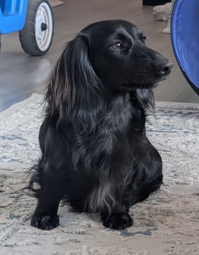 Longhair Miniature Dachshund Puppies media 8