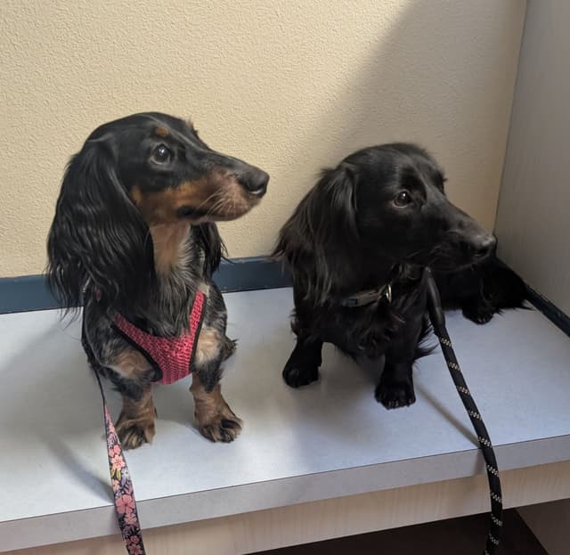 Longhair Miniature Dachshund Puppies media 9
