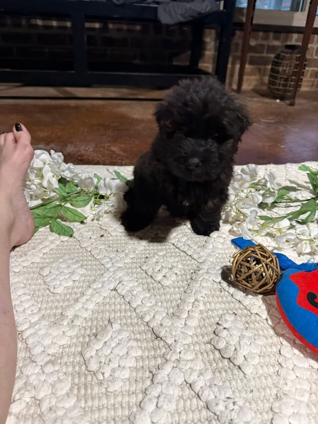 Bouvier des Flandres Puppies media 2