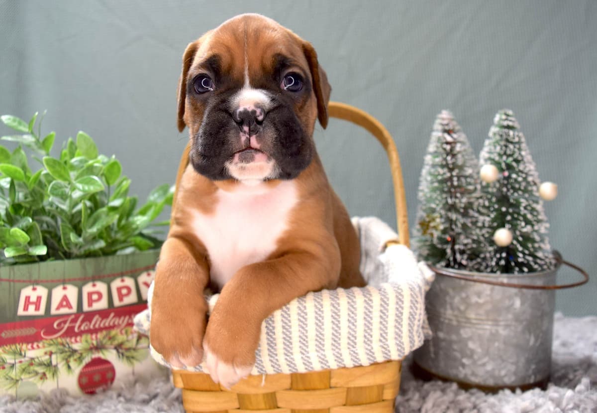 Boston Terrier Puppies breeder image 1