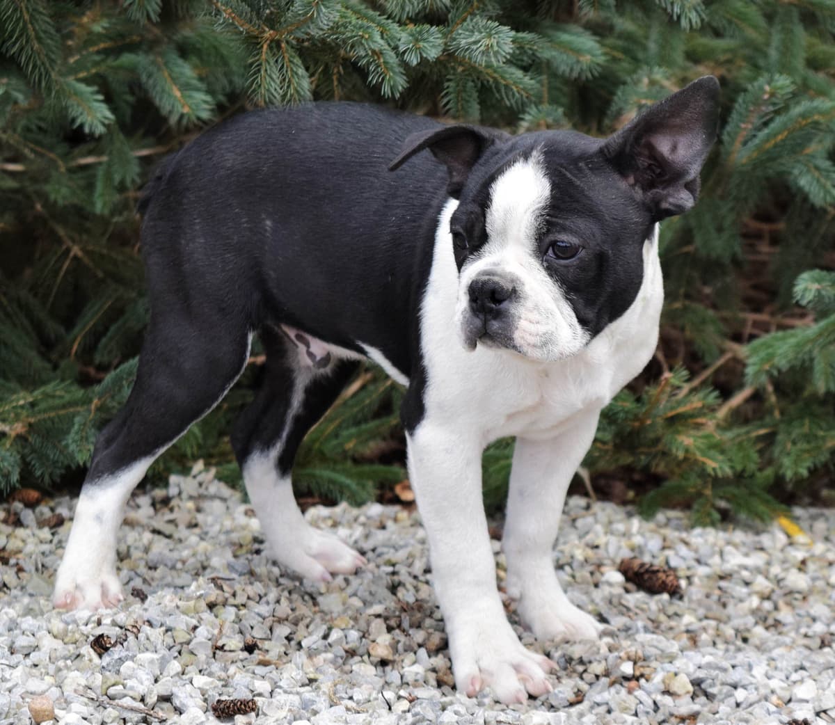 Boston Terrier Puppies breeder image 5