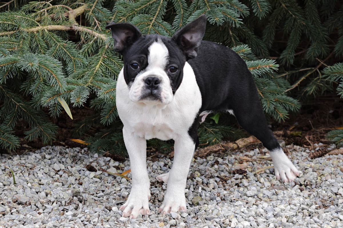Boston Terrier Puppies breeder image 6