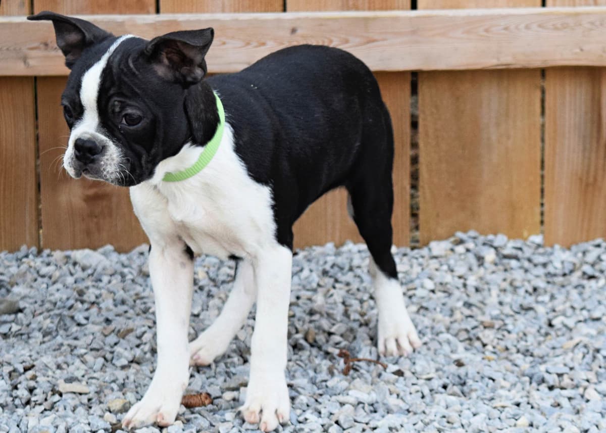 Boston Terrier Puppies breeder image 7