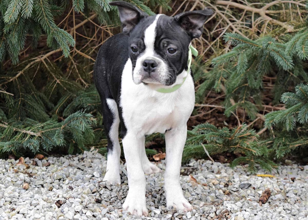 Boston Terrier Puppies breeder image 8