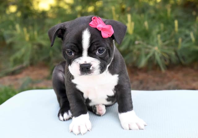 Boston Terrier Puppies media 2
