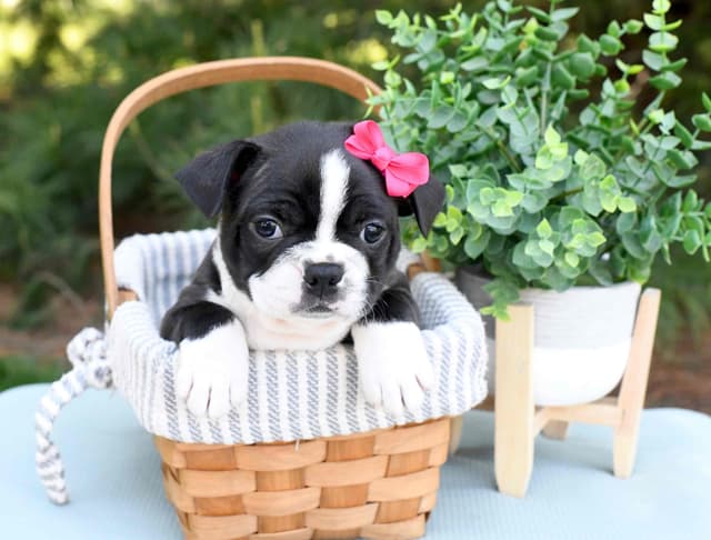 Boston Terrier Puppies media 3