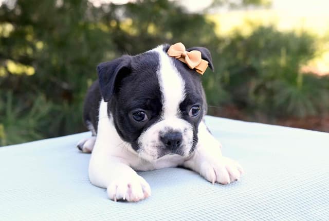 Boston Terrier Puppies media 4