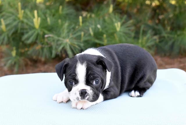 Boston Terrier Puppies media 5