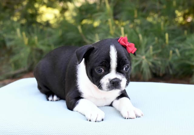 Boston Terrier Puppies media 7