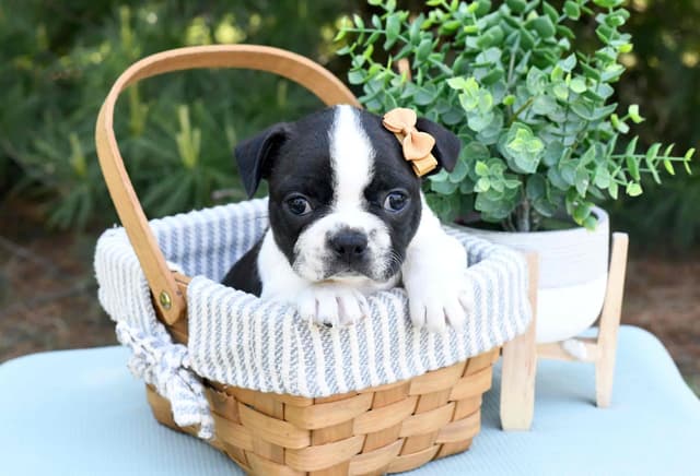 Boston Terrier Puppies media 8