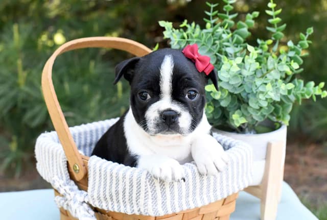 Boston Terrier Puppies media 9