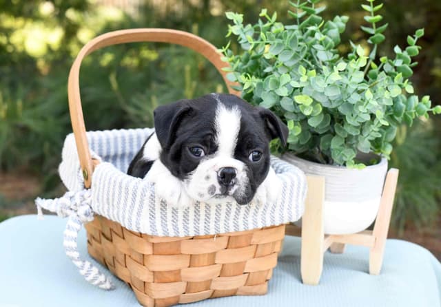 Boston Terrier Puppies media 10