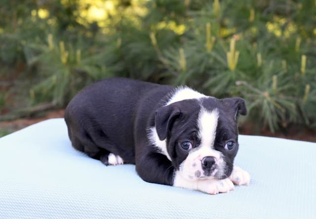 Boston Terrier Puppies media 11