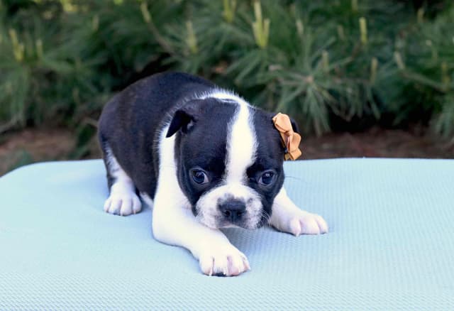 Boston Terrier Puppies media 12