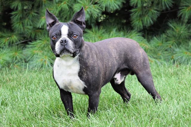 Boston Terrier Puppies media 13