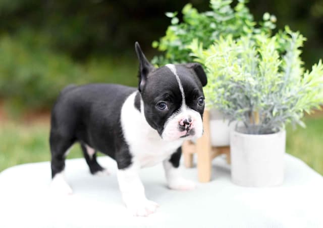 Boston Terrier Puppies media 2