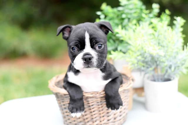 Boston Terrier Puppies media 3