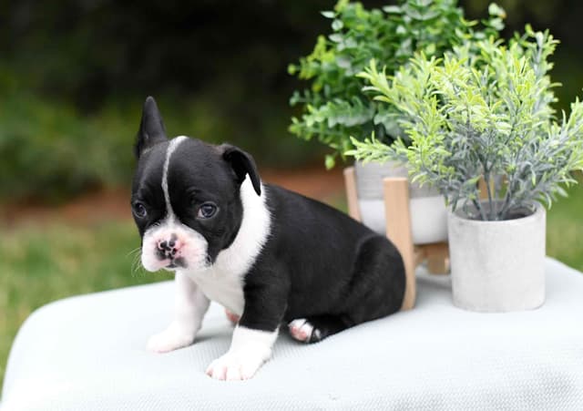 Boston Terrier Puppies media 4