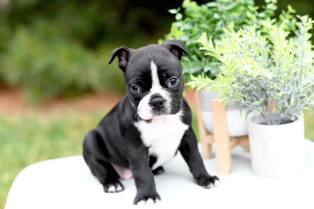 Boston Terrier Puppies media 5