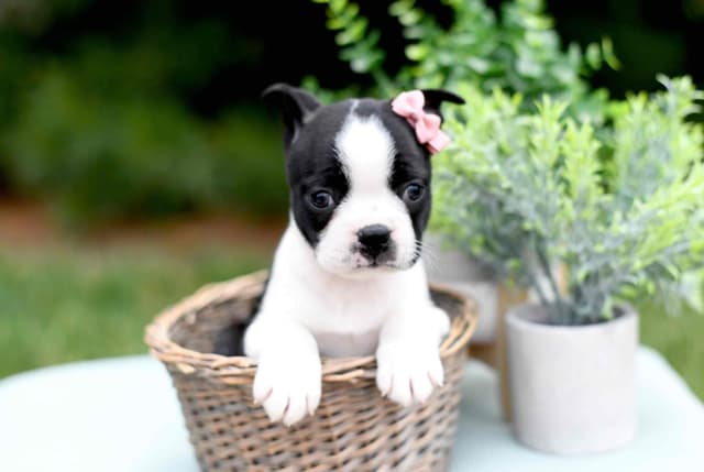 Boston Terrier Puppies media 7