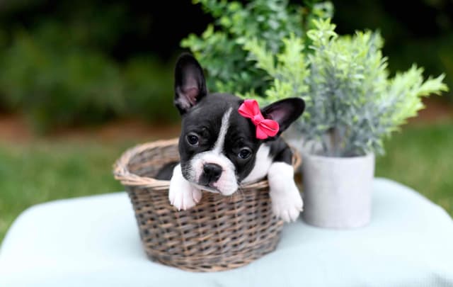 Boston Terrier Puppies media 8