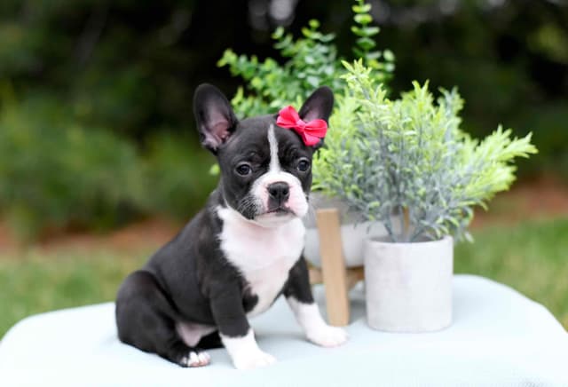 Boston Terrier Puppies media 9