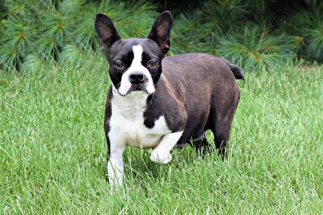 Boston Terrier Puppies media 11