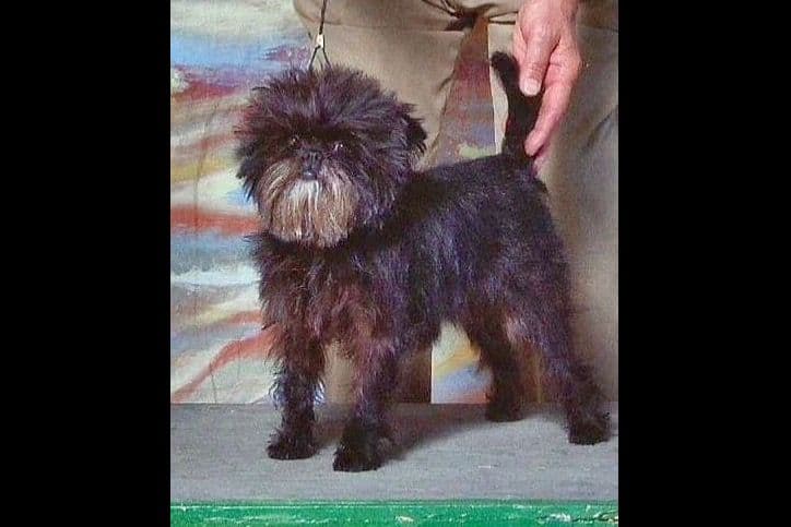 Affenpinscher Puppies breeder image 10