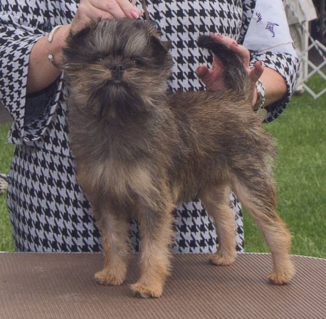 Affenpinscher Puppies media 2