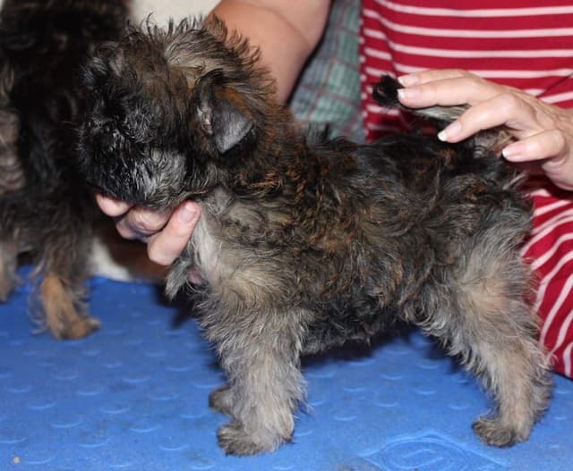 Affenpinscher Puppies media 3