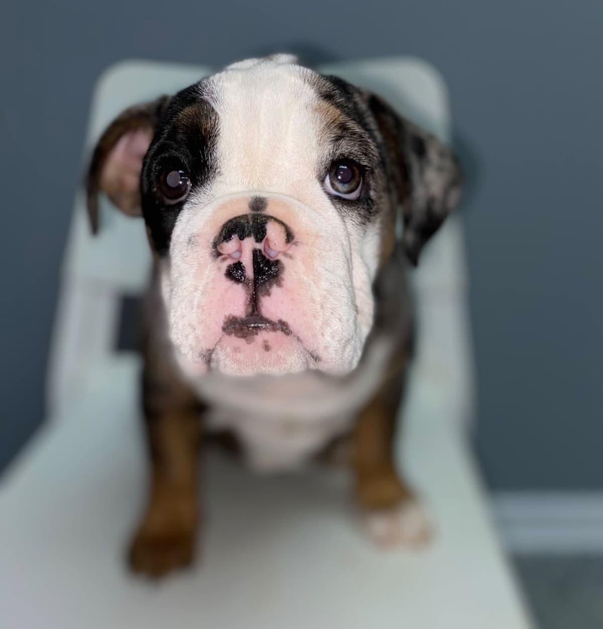 Bulldog Puppies breeder image 2