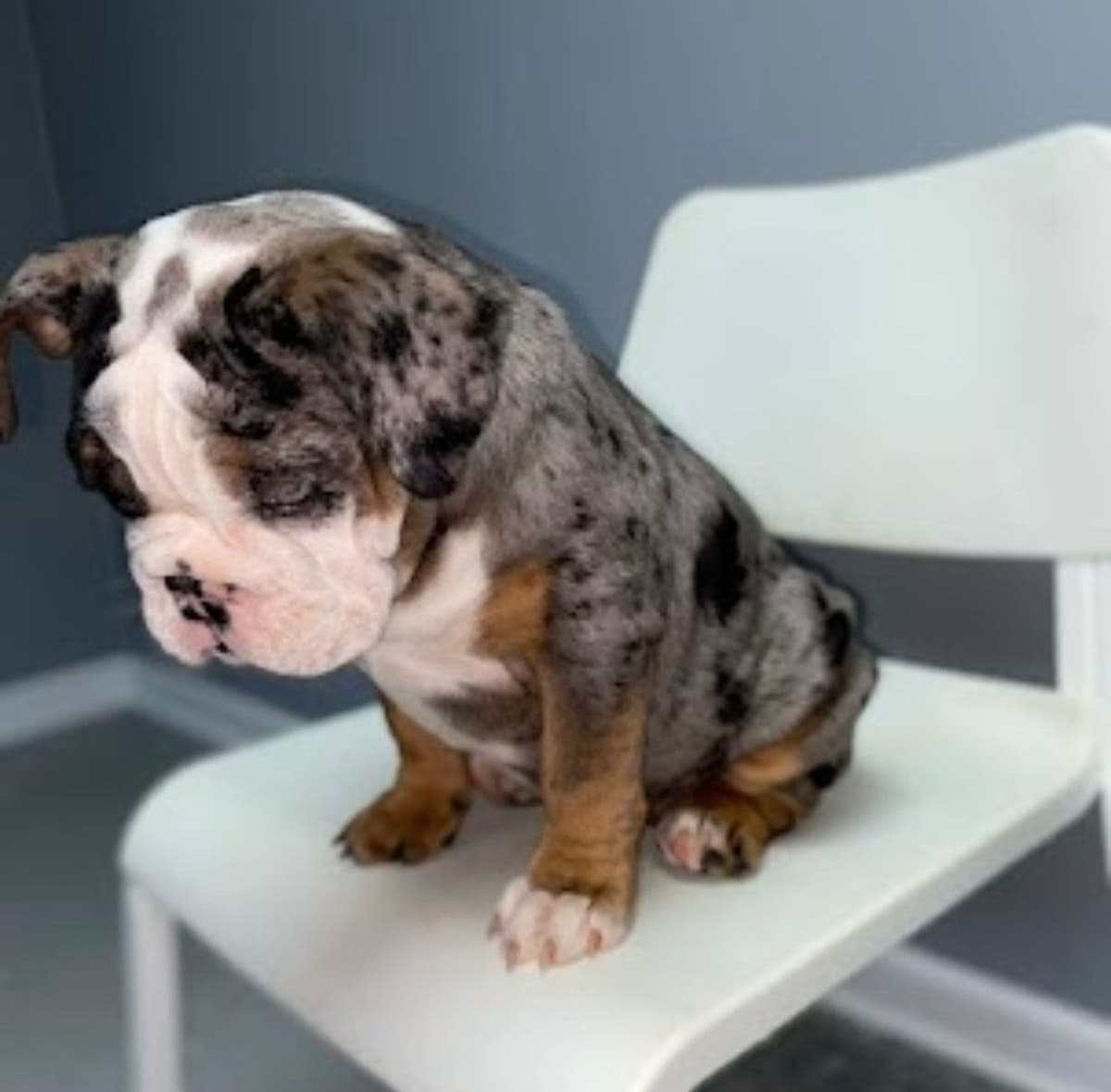 Bulldog Puppies breeder image 3