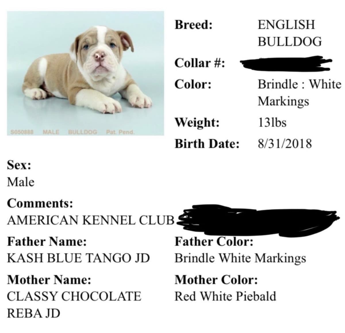 Bulldog Puppies breeder image 4