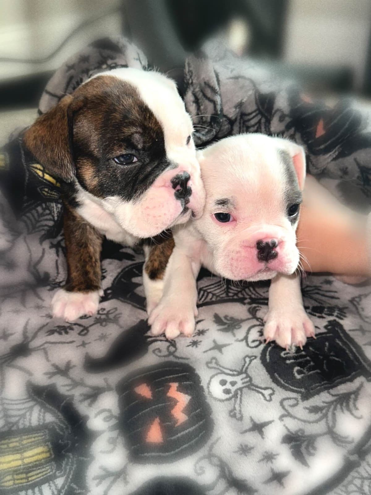 Bulldog Puppies breeder image 8