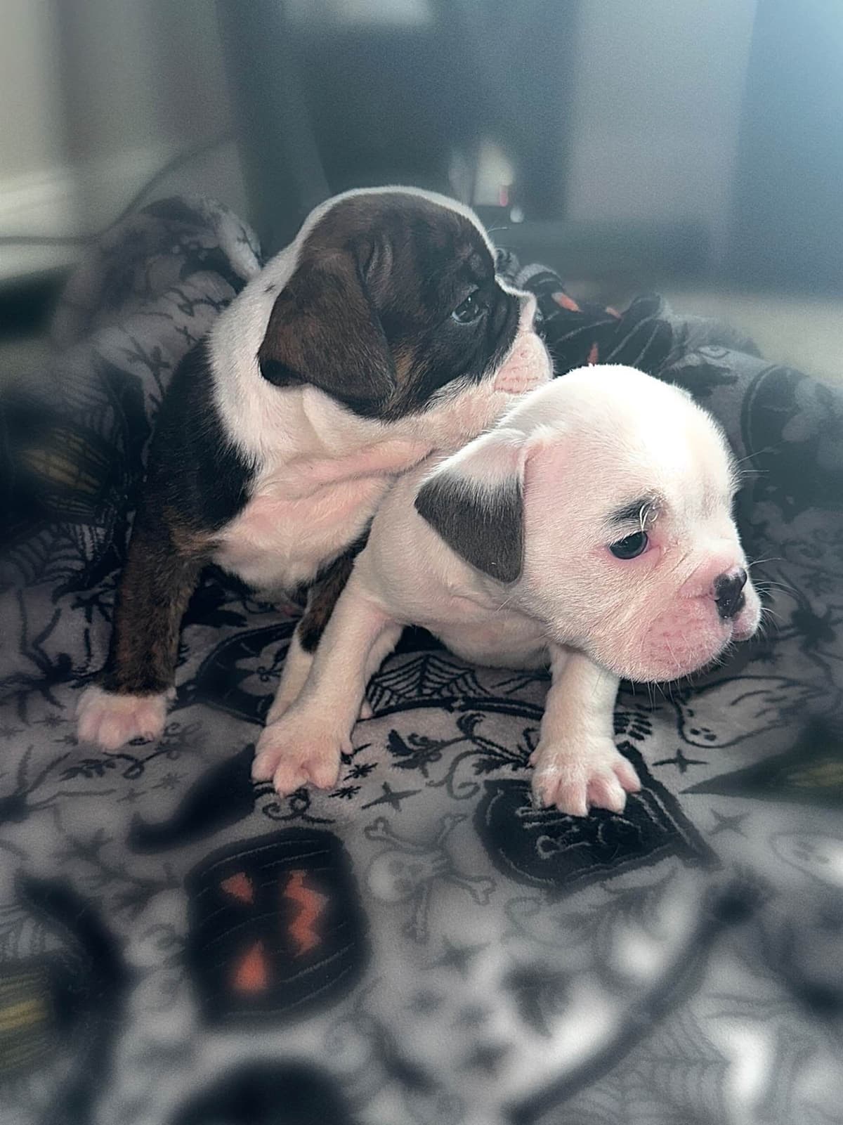 Bulldog Puppies breeder image 7