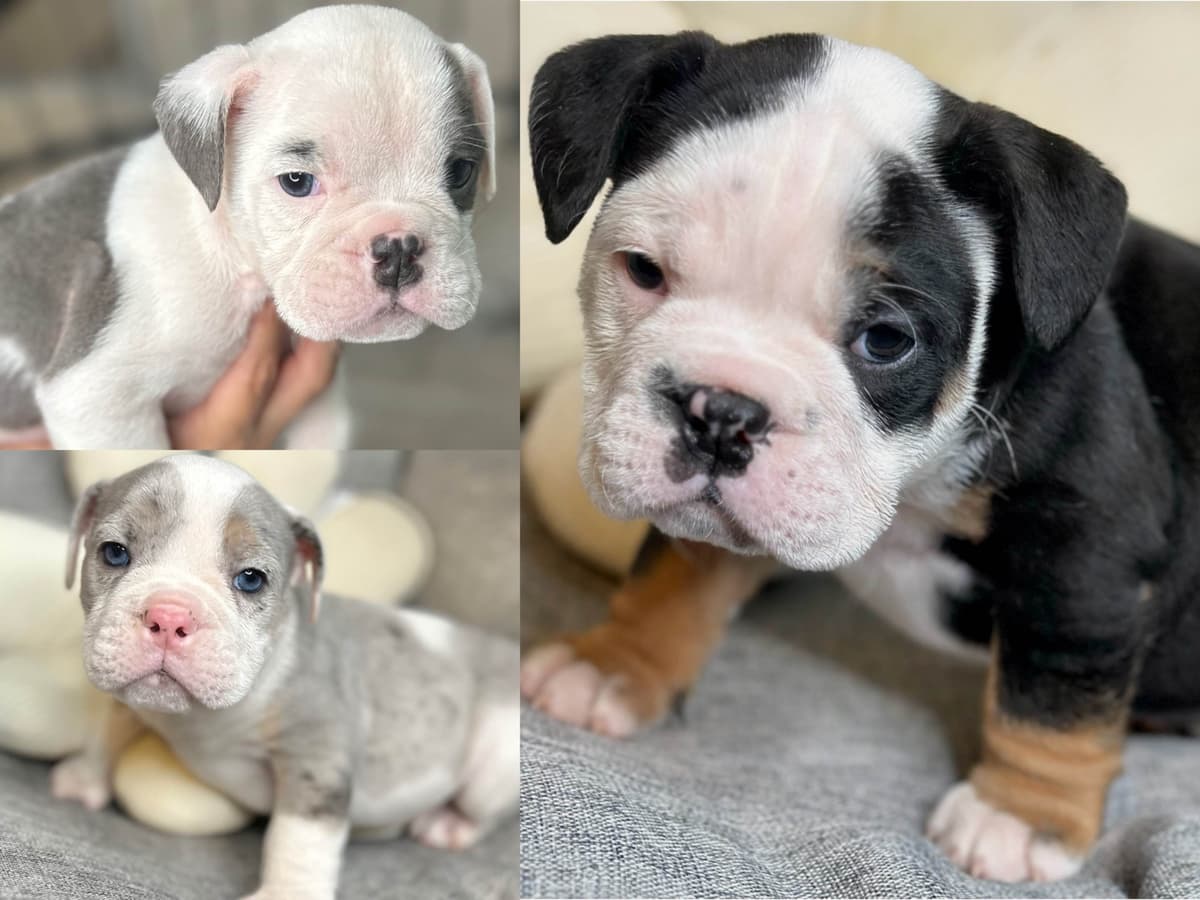 Bulldog Puppies breeder image 1