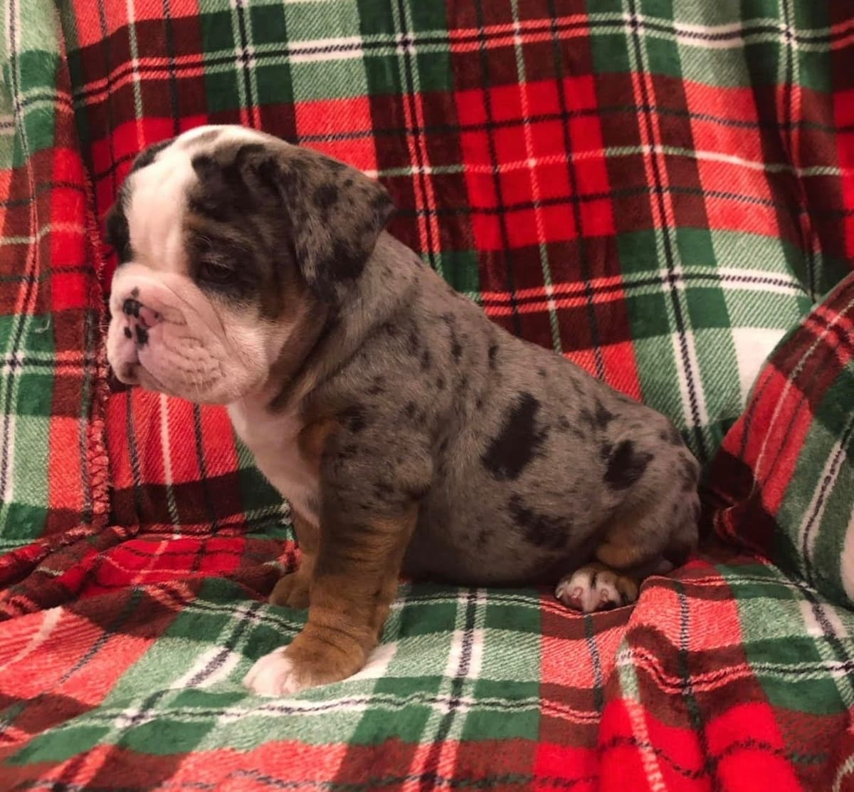 Bulldog Puppies breeder image 14