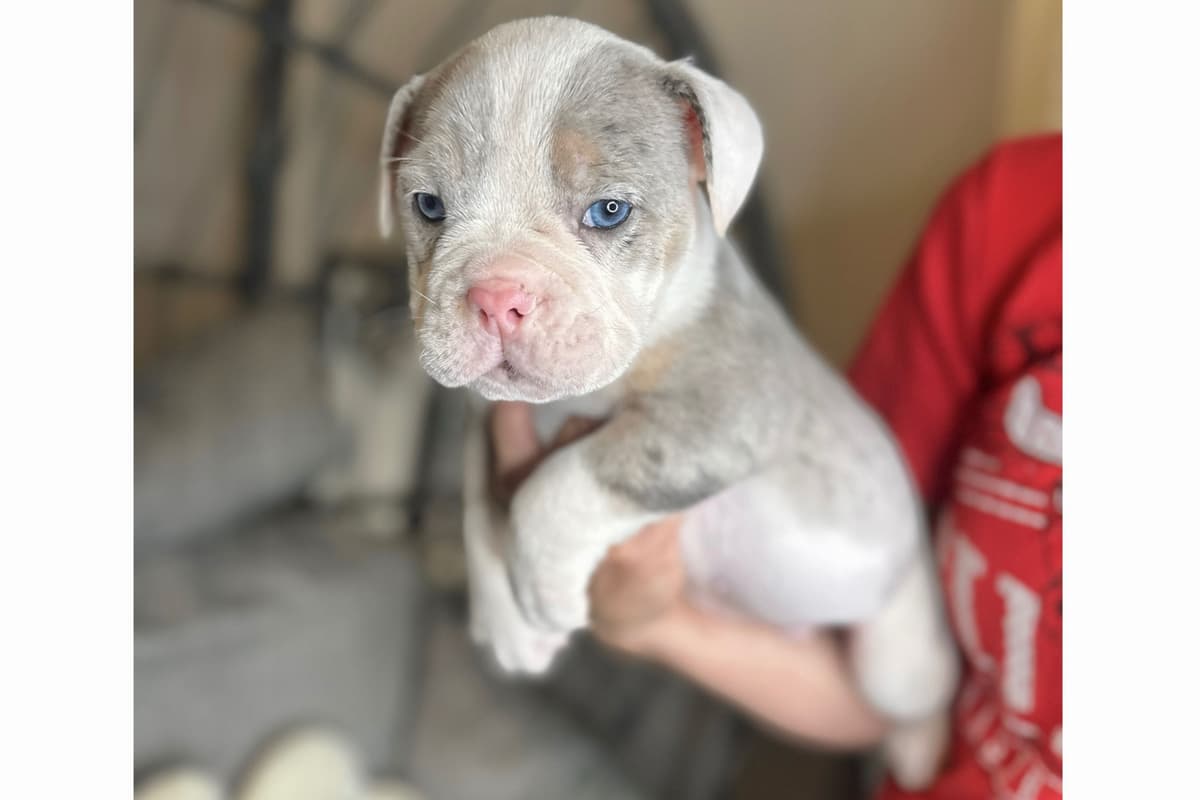 Bulldog Puppies breeder image 15